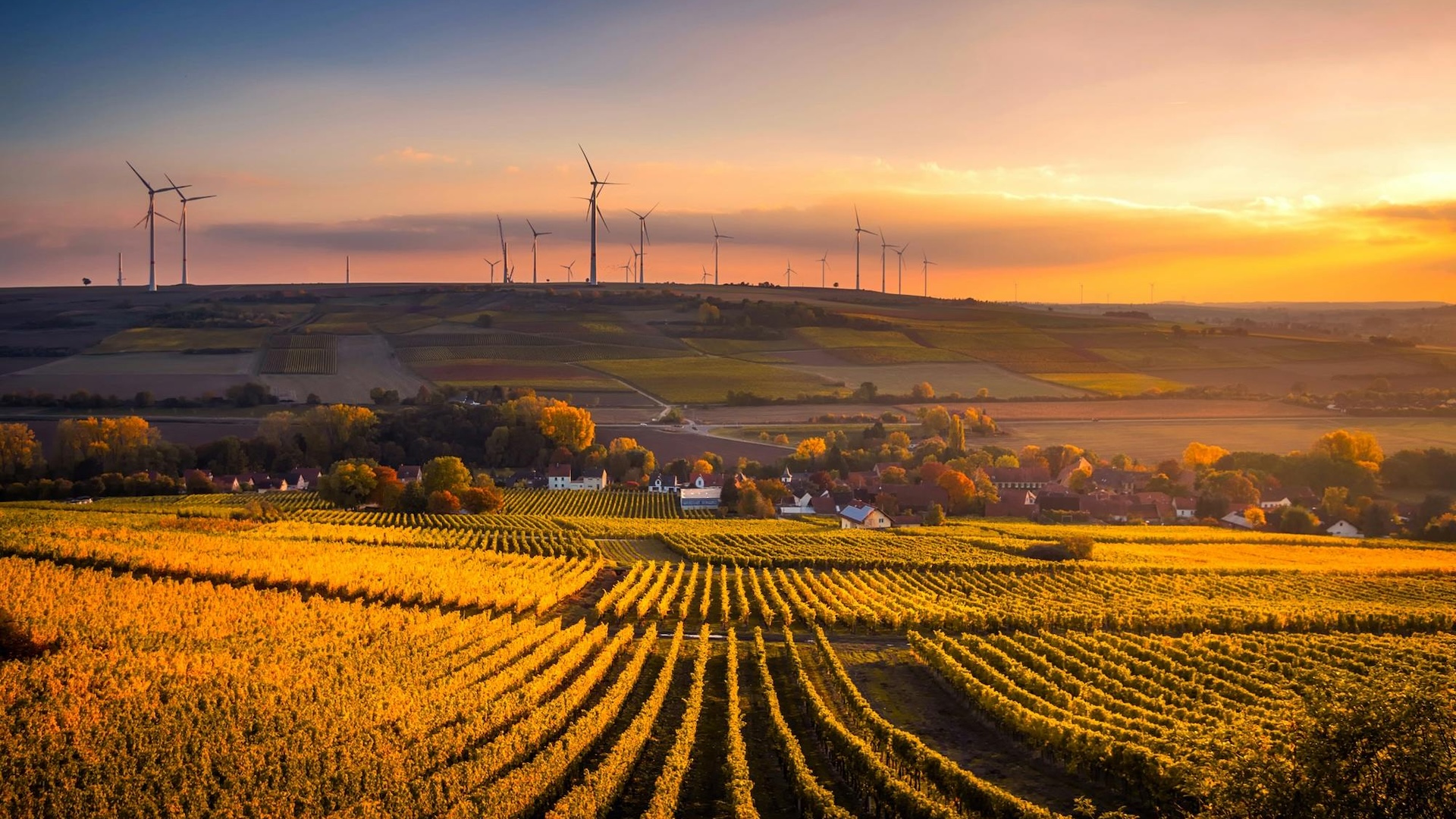 wind turbines above a field of corn