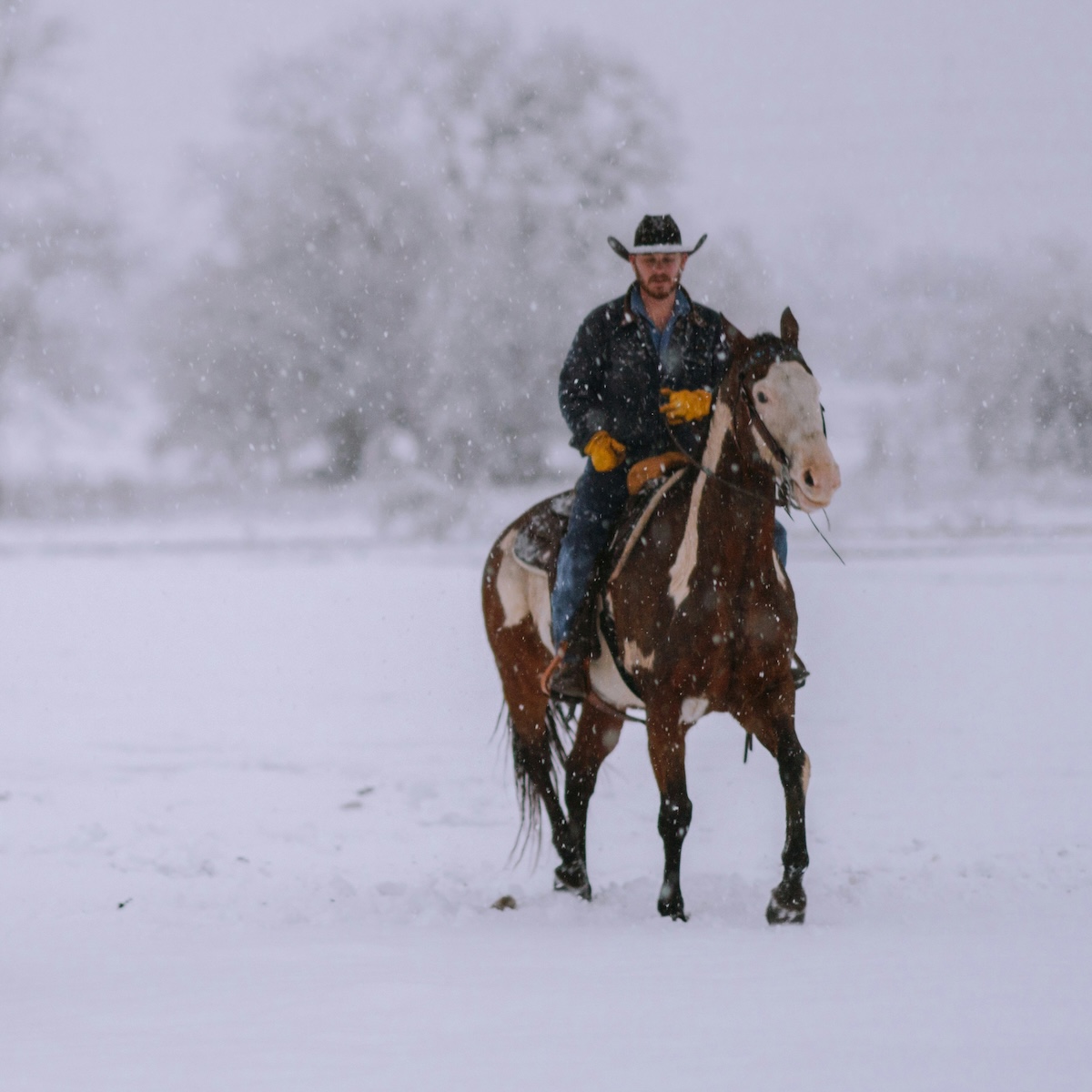 A Texas cowboy rides a horse in the snow